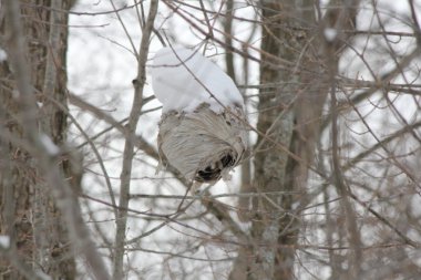 Hornets Nest kar ile