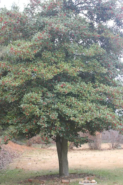 Holly, American Tree — Stockfoto