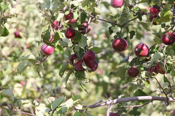 Äpfel am Baum — Stockfoto