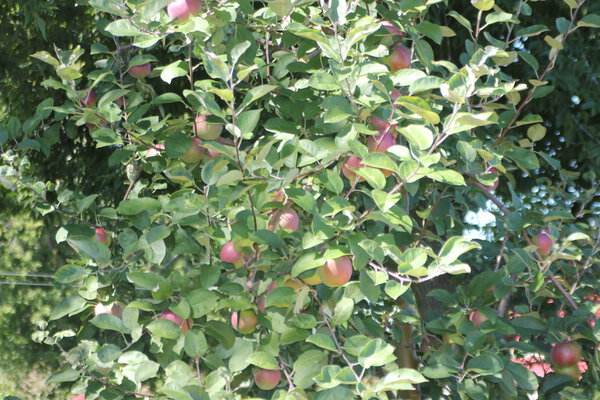 Apples on Tree