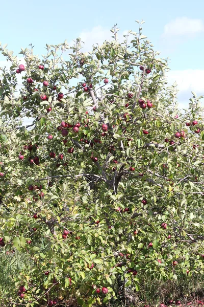 Äpplen på träd — Stockfoto