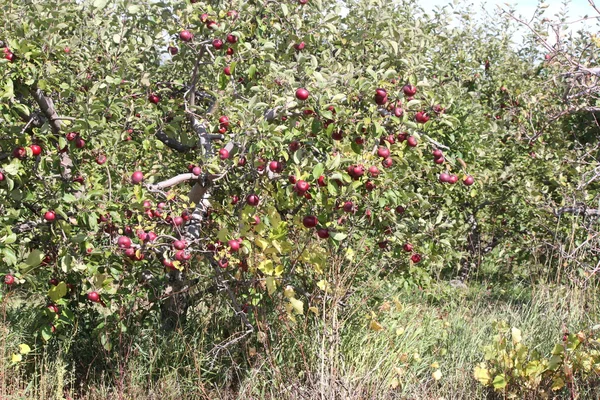 Apples on Tree — Stock Photo, Image