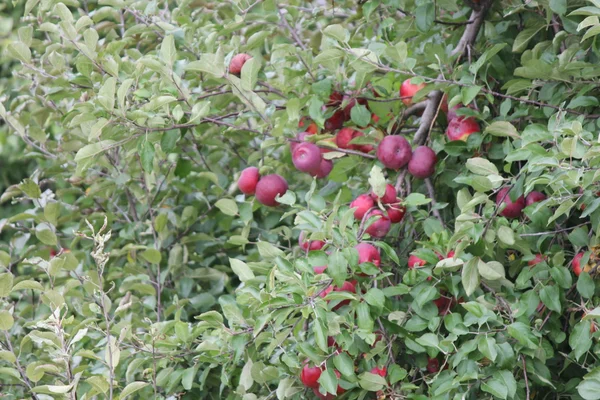 Μήλα στο δέντρο — Φωτογραφία Αρχείου