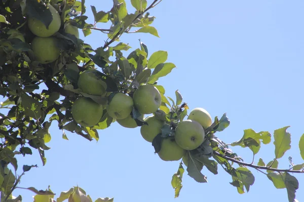 Apples on Trees — Stock Photo, Image