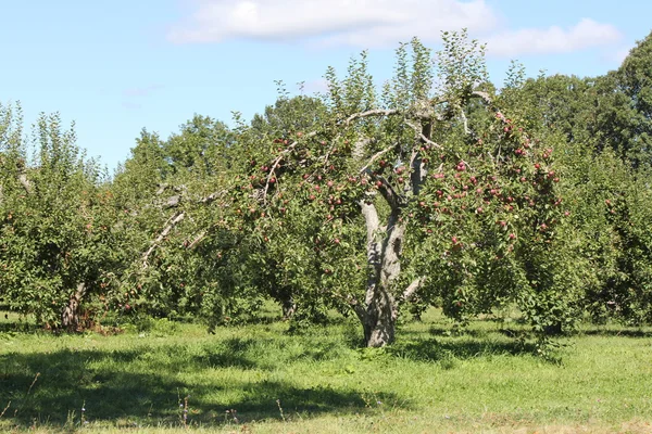 Äpplen på träd — Stockfoto