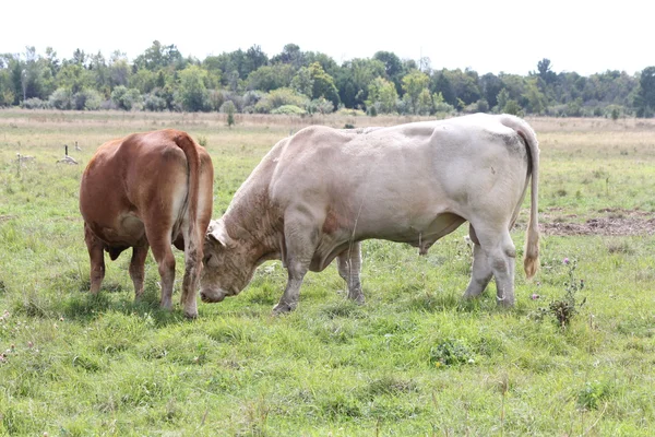 Taureau et vache sur le terrain — Photo