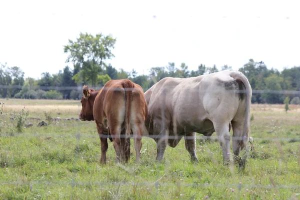 Bull & Cow en el campo —  Fotos de Stock