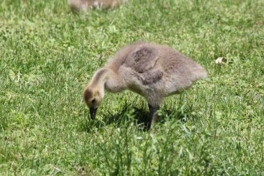 Kuşlar (Kanada kazları)
