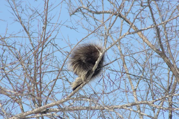 Porcupine (Βόρειας Αμερικής) στο δέντρο — Φωτογραφία Αρχείου