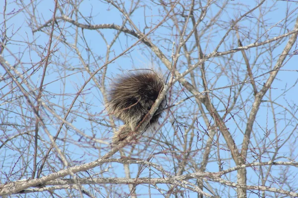 Stachelschwein (nordamerikanisch) im Baum — Stockfoto