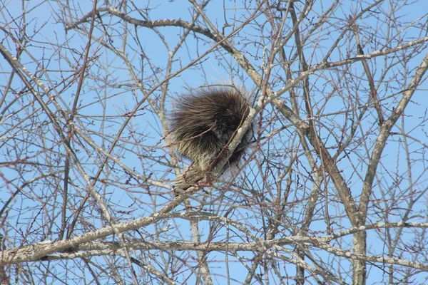 Stachelschwein (nordamerikanisch) im Baum — Stockfoto