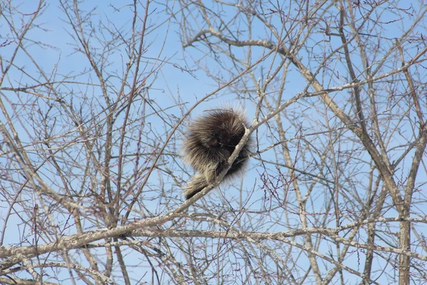Дикобраз (североамериканский) в дереве — стоковое фото