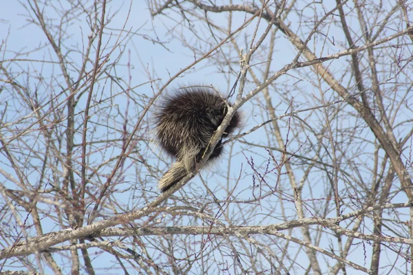 Porcupine (Amérique du Nord) en arbre — Photo