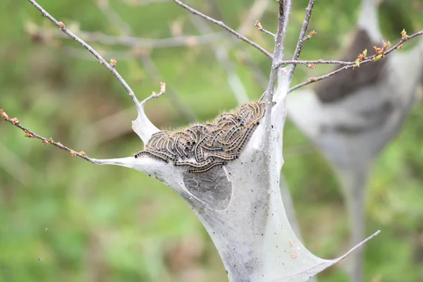 Doğu çadır Caterpillar (Malacosoma americanum)