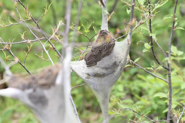 Eastern tent Caterpillar (Malacosoma americanum) — Stock Photo, Image