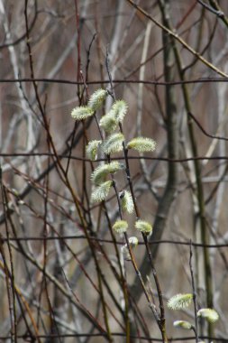 Kedi söğüt (Salix discolor)