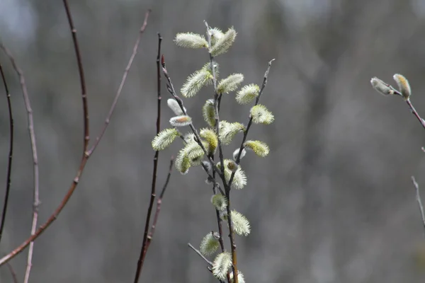 Pussy Willow (Salix vyblednutí) — Stock fotografie