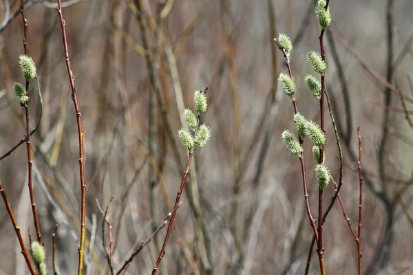Pussy Willow (Salix vyblednutí) — Stock fotografie