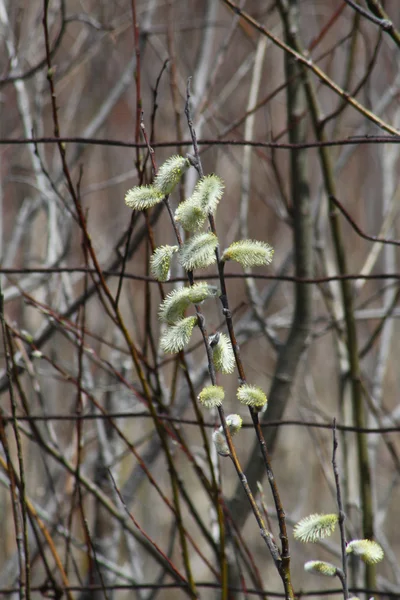 Pussy Willow (Salix vyblednutí) — Stock fotografie