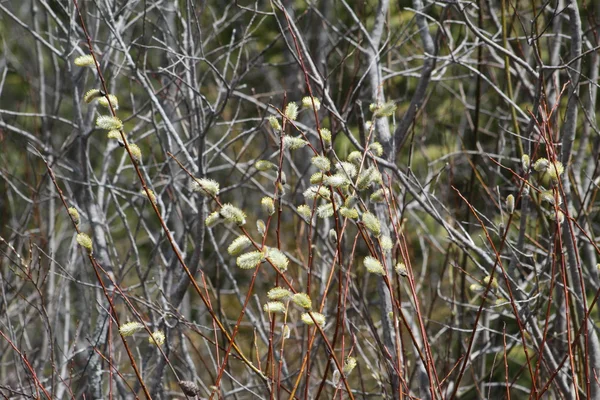 Saule chatte (décoloration Salix ) — Photo