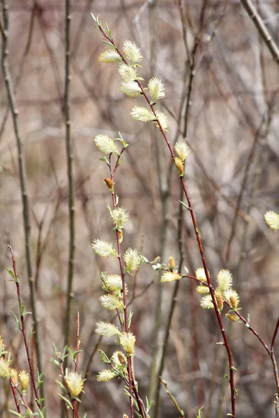 Kedi söğüt (Salix discolor) — Stok fotoğraf