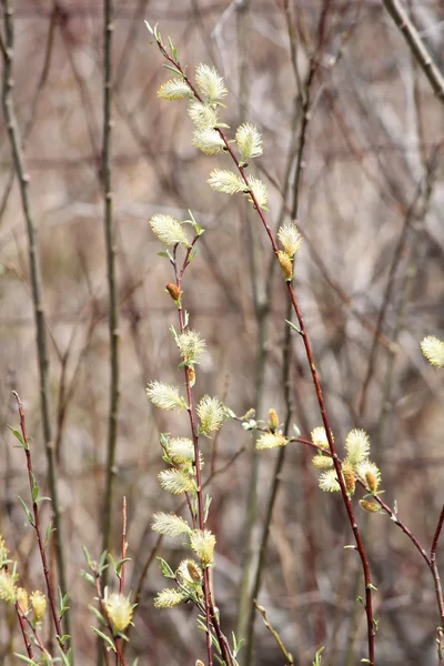 Pussy Willow (Salix vyblednutí) — Stock fotografie