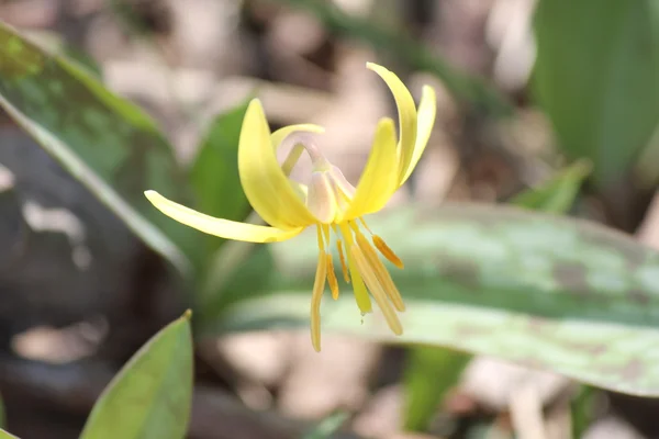 Lírio de truta (Erithronium americanum ) — Fotografia de Stock