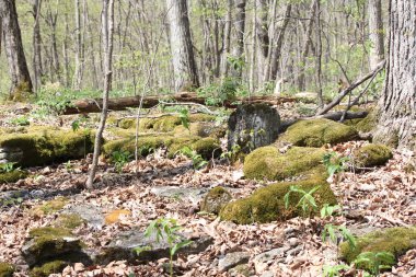 Kayalarda Yosun Büyüyor