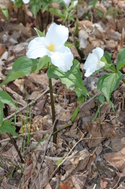 Trillium grandiflorum (beyaz)