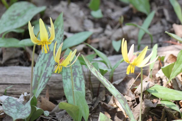 Lírio de truta (Erithronium americanum ) — Fotografia de Stock