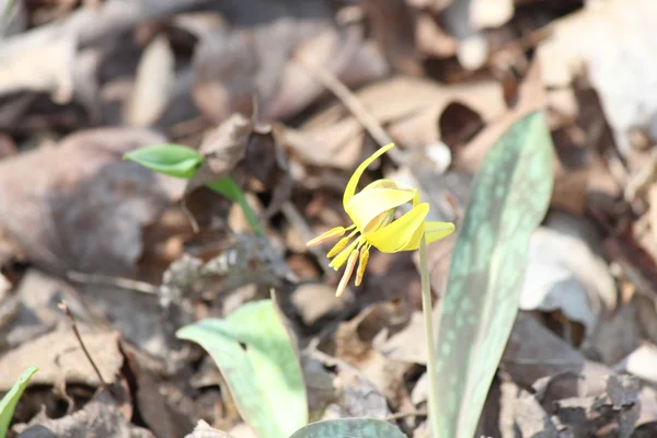 Lírio de truta (Erithronium americanum ) — Fotografia de Stock