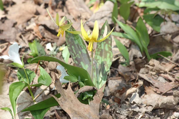 Lírio de truta (Erithronium americanum ) — Fotografia de Stock