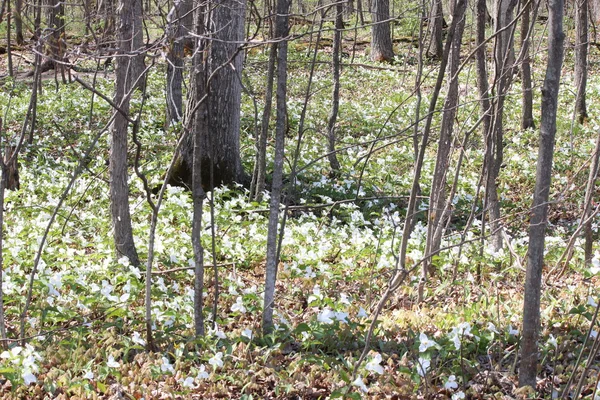 Trillium grandiflorum (bílá) — Stock fotografie