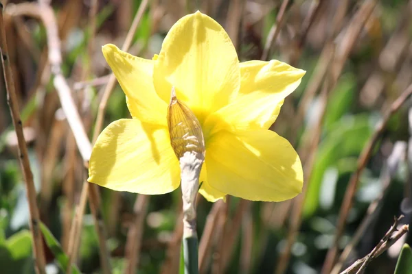 Nergis (Narcissus) — Stok fotoğraf