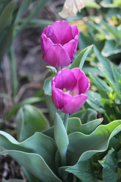 Tulips in Garden (Purple) — Stock Photo, Image