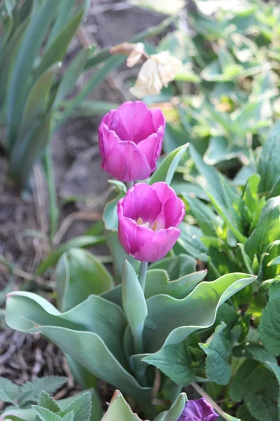 Tulipany w ogrodzie (fioletowy) — Zdjęcie stockowe