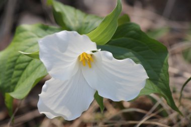 Trillium grandiflorum (beyaz)