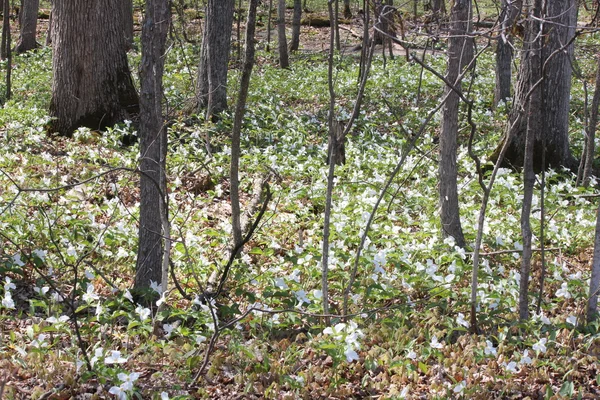 Trillium-grandiflorum (vit) som täcker skogsmark — Stockfoto