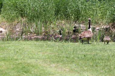 Kanada kazlar ve kuşlar çimenlerin üzerinde