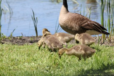 Kanada Kazı ve kuşlar