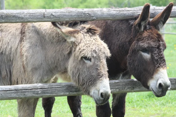 Donkeys at Fence — Stock Photo, Image
