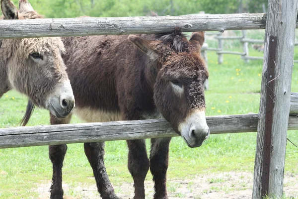 Donkeys at Fence — Stock Photo, Image