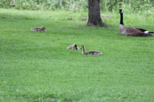 Ganso de Canadá y Goslings —  Fotos de Stock