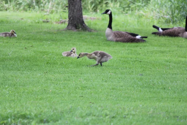 Ganso do Canadá e Goslings — Fotografia de Stock