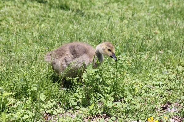 Gansos de Canadá Goslings — Foto de Stock