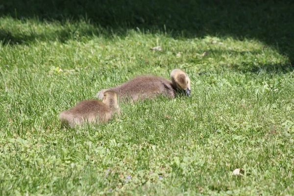 Canada Geese Goslings — Stock Photo, Image