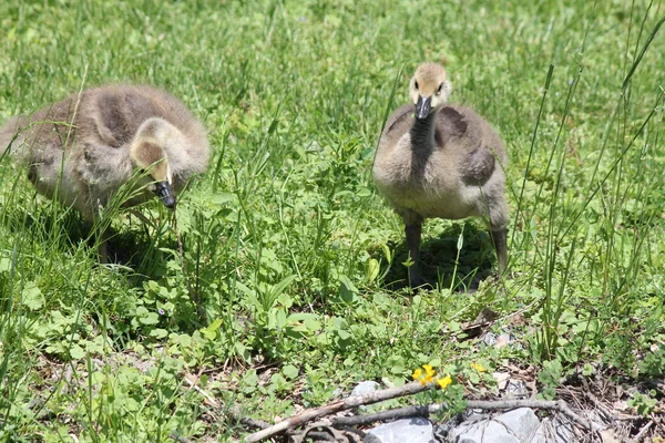 Canada Geese Goslings — Stock Photo, Image