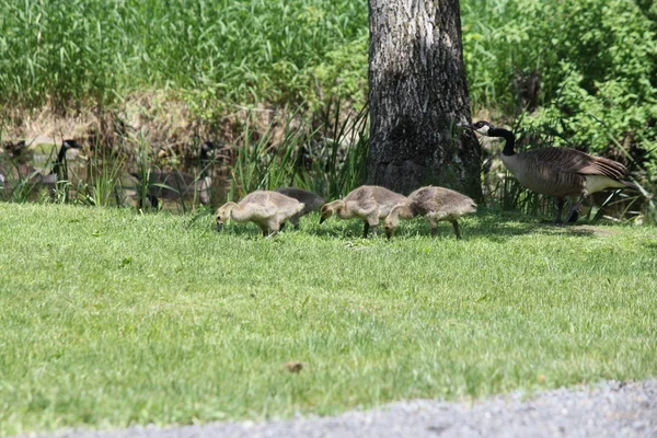 Gansos do Canadá e Goslings na grama — Fotografia de Stock