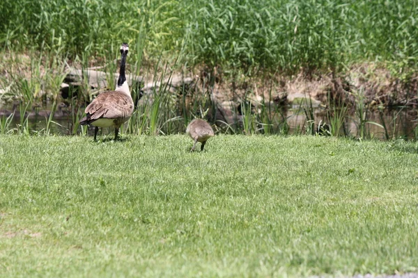 Canada Geese and Goslings on Grass — Stock Photo, Image
