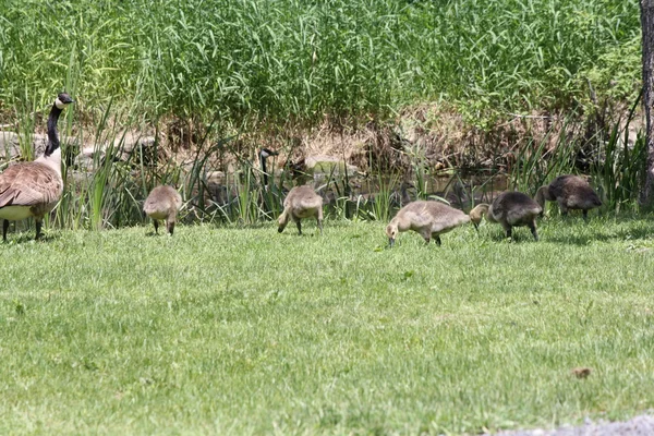 Gansos do Canadá e Goslings na grama — Fotografia de Stock